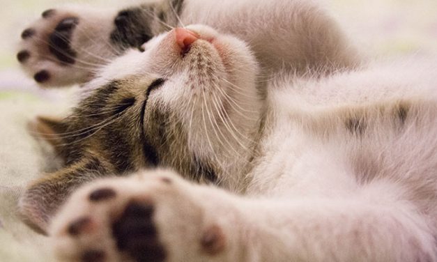 Usuarios del Centro de rehabilitación laboral trabajan con animales