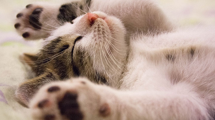 Usuarios del Centro de rehabilitación laboral trabajan con animales